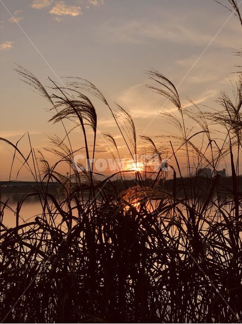 grass,plant,식물,lawn,잔디,갈대,갈대밭,가을,가을하늘,sky,autumn,flare,플레어,light,빛,sunlight,햇빛