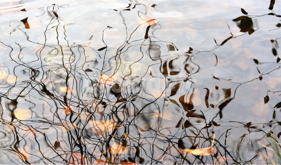 연못,호수,물결,그림자,신비,오묘,신기,가을,계절,fall,autumn,season