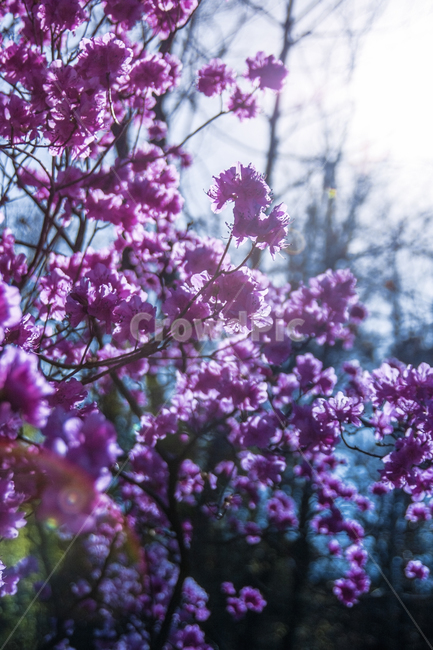 진달래꽃,봄,봄풍경,서서울호수공원,진달래,봄,계절,spring,season,식물,자연,plants,nature,꽃,flower,plant,blossom,cherry blossom,벚꽃