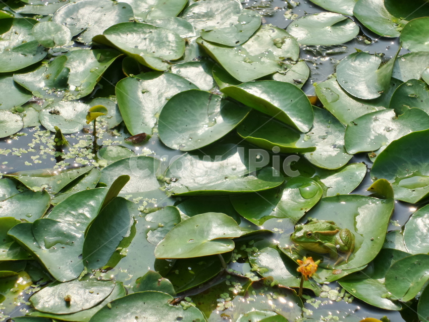 식물,꽃,flower,개골,개굴,개구리,두꺼비,연못,식물,자연,plants,nature