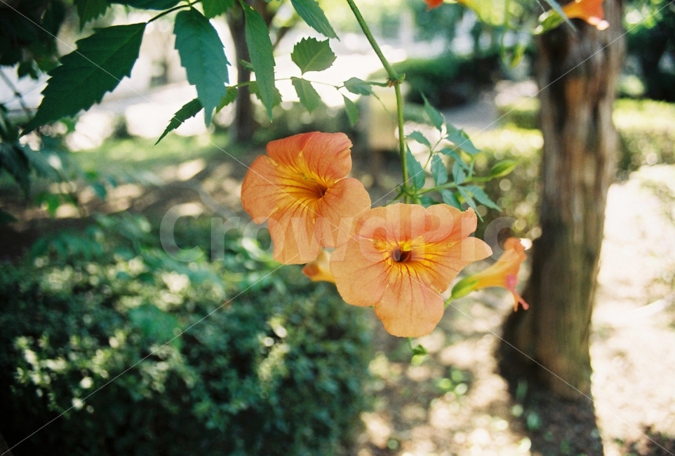 여름,능소화,꽃사진,나무,자연,식물,자연,plants,nature,꽃,flower,감성,sensible,feeling