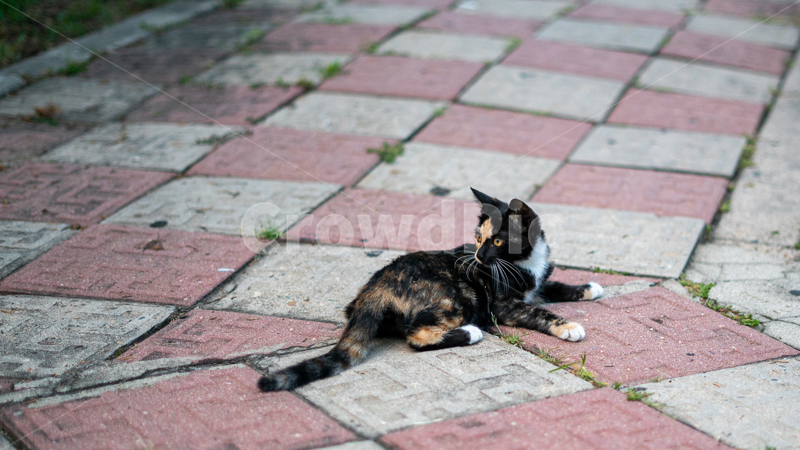 길고양이,고양이,길냥이,동물,아기고양이,새끼고양이,cat,pet,animal,코리안숏헤어,포유류,코숏,동물,animal,포유류,mammal,고양이,cat,kitten,kitty