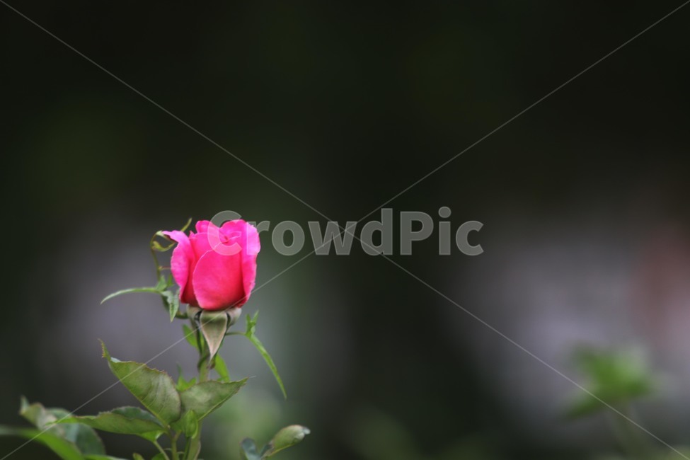 장미,rose,식물,6월,꽃