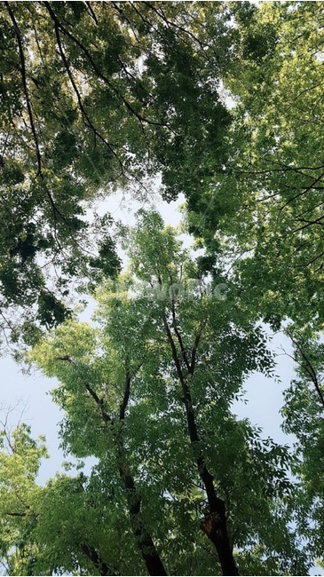 숲,나무,하늘,울창함,자연,자연,풍경,nature,landscape,식물,plants,나무,trees,wood,tree,plant,vegetation,초목,outdoors,옥외,forest,woodland,삼림지,land,땅