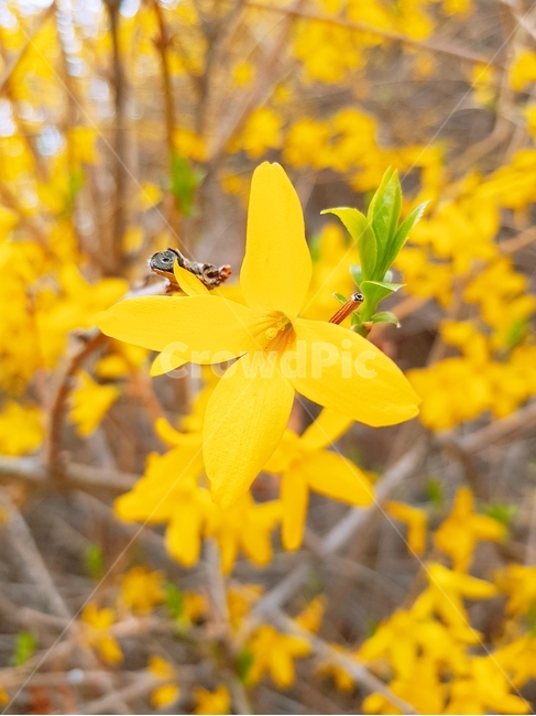 꽃,개나리,노란색,봄,flower,spring,식물,자연,plants,nature,꽃,flower