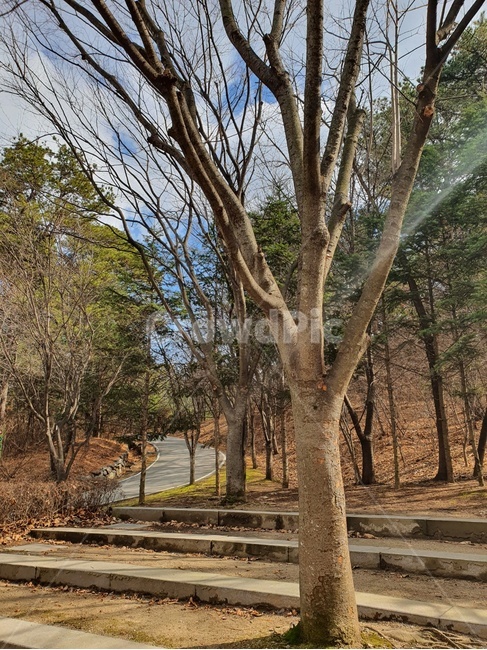 날씨,맑음,삼광,자연,하늘,숲속,산책,산책길,계단,햇빛,나무,나무줄기,plant,식물,treetrunk,tree