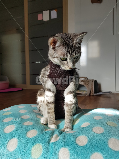 고양이,암컷,수술복,animalcompanion,중성화,요양,회복중,cat,반려동물