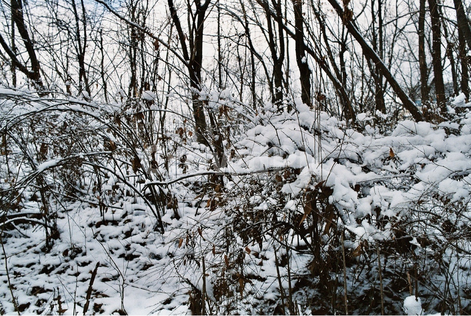 나무,자연,눈,겨울,tree,nature,snow,snowy,winter,산,mountain,forest,삼림지,초목,숲