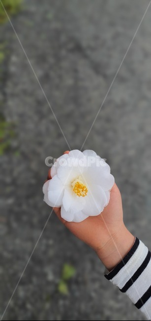 plant,식물,동백,동백꽃,camellia,flower