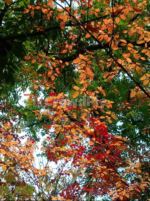 가을,단풍,낙엽,maple,plant,식물,단풍나무,단풍잎,leaf,잎,tree,나무,계절,fallautumnseason,가을단풍,자연,풍경,경치,가을,계절,fall,autumn,season,식물,자연,plants,nature,나무,trees,wood