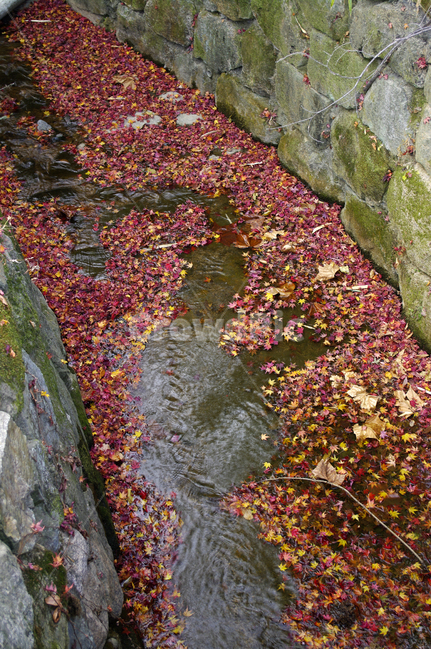 가을,fall,식물,plant,단풍,잎,낙엽,가을,계절,fall,autumn,season,leaf,outdoors,옥외,water,물,nature,자연