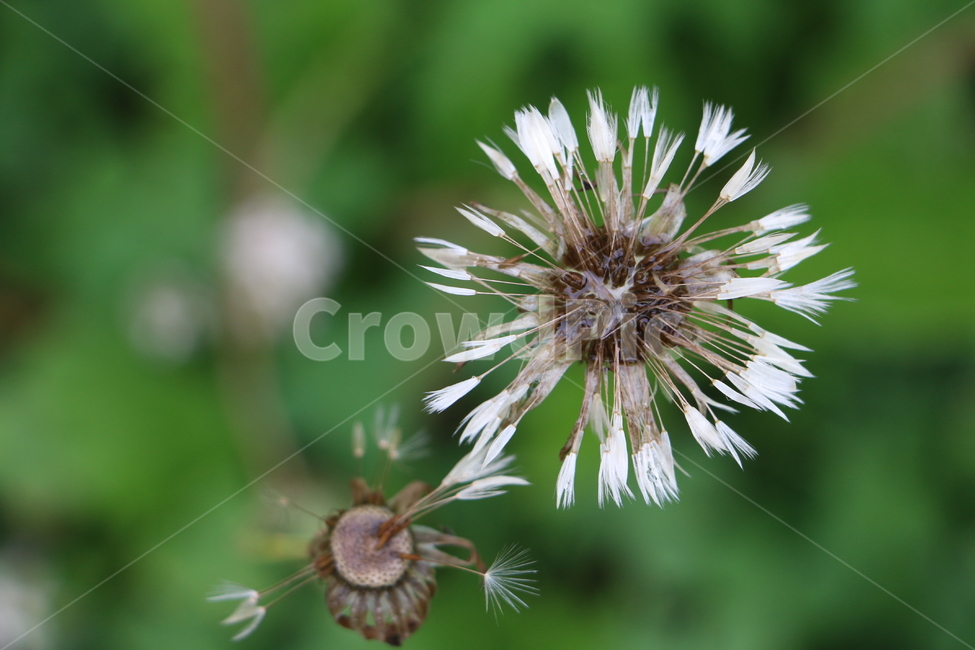 민들레,dandelion,씨,seed,야생화,식물,자연,plants,nature,꽃,flower