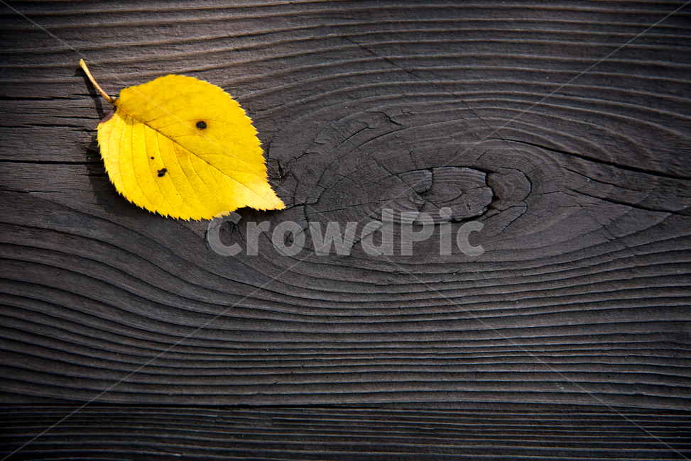가을,낙엽,배경,감성,잎,leaves,background,autumn,falling,fallen,fall,leaf,yellow,dry,season,maple,design,nature,red,concept,테이블,가을,계절,fall,autumn,season,plant,식물