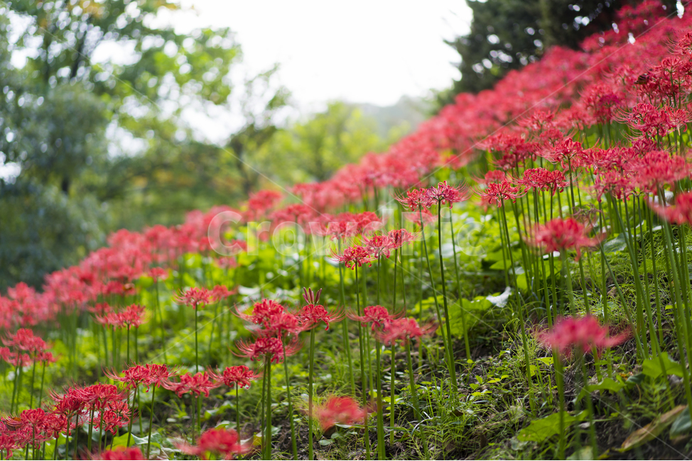 산야초,꽃무릇,꽃,빨강,매크로,식물,자연,plants,nature,꽃,flower