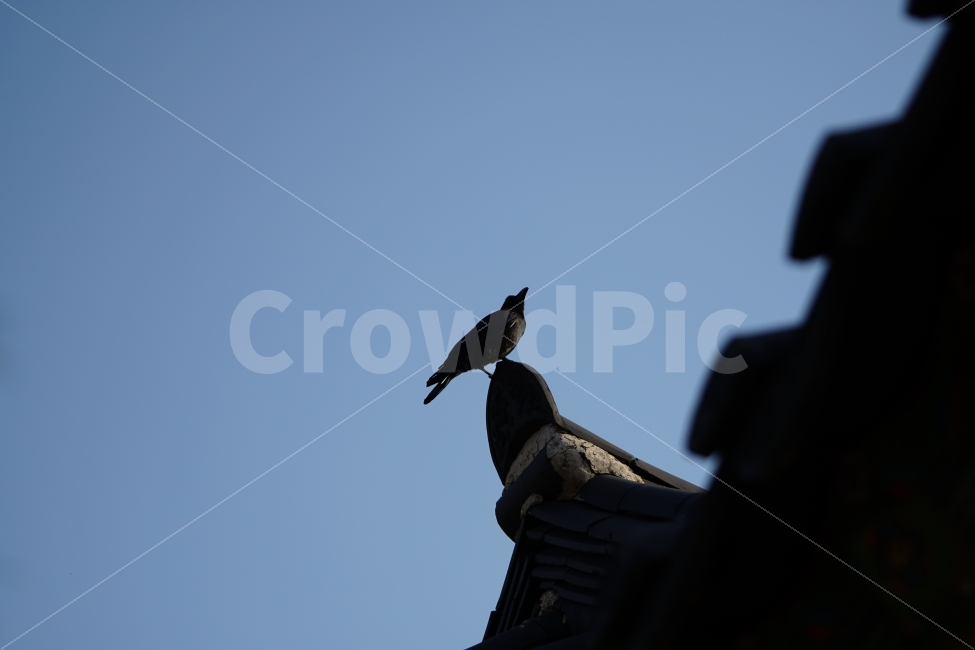 까마귀,새,조류,동물,나무,하늘,크로우,레이븐,crow,raven,한옥,지붕,기와,처마,bird,animal,풍경,landscape,역광,자연,nature,동물,animal,조류,새,birds