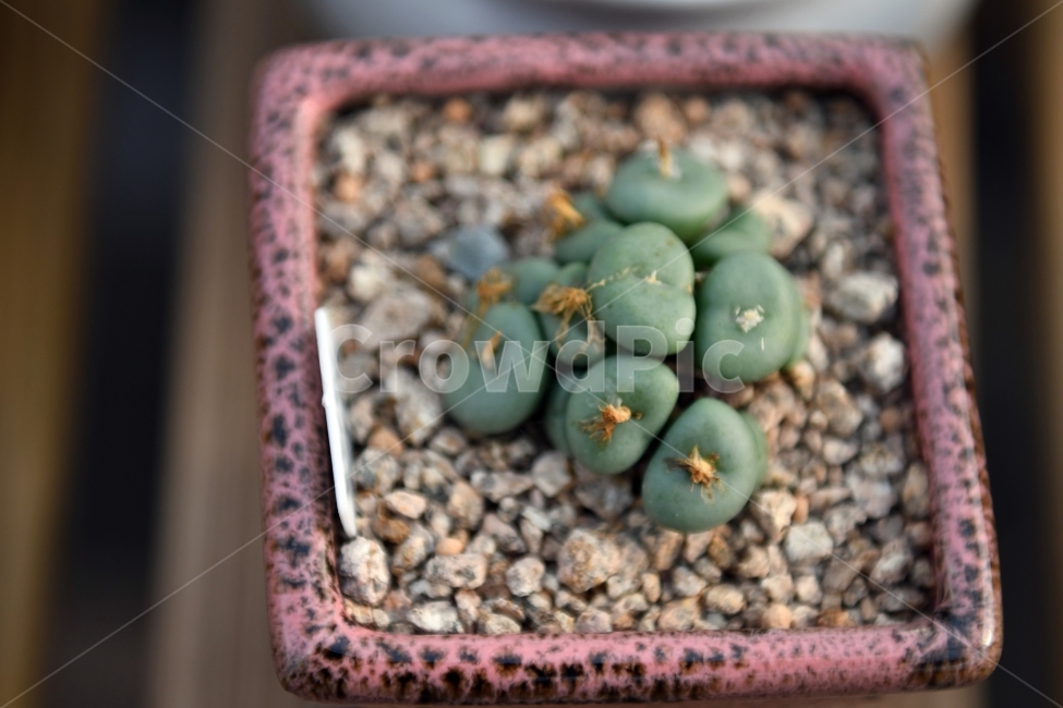 다육이,다육,다육식물,화분,식물,화초,배경,자연,plants,취미,그린,환경,키우기,아름다운,화려한,생명,생활,background,식물,자연,plants,nature