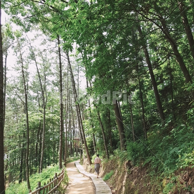 사람,여자,자연,나무,대나무,초록
