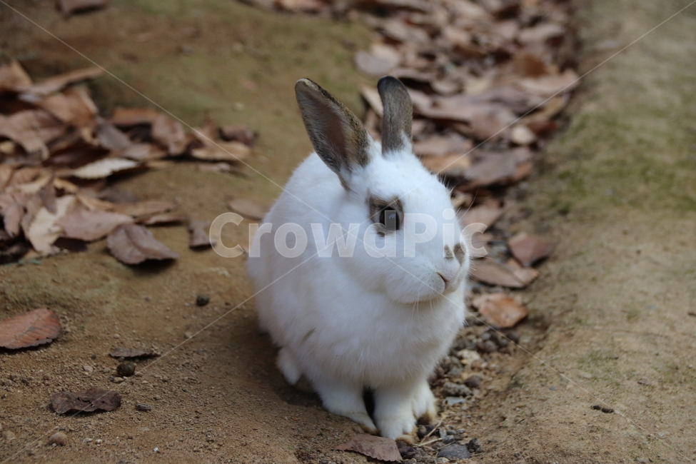 토끼,귀여움,자연,순함,자유로움,동물,animal,포유류,mammal