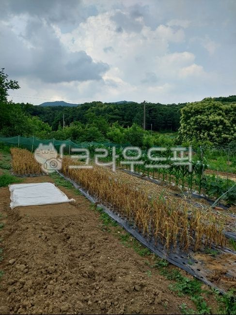 자연,토양,논,밭,산,하늘,농사,필드