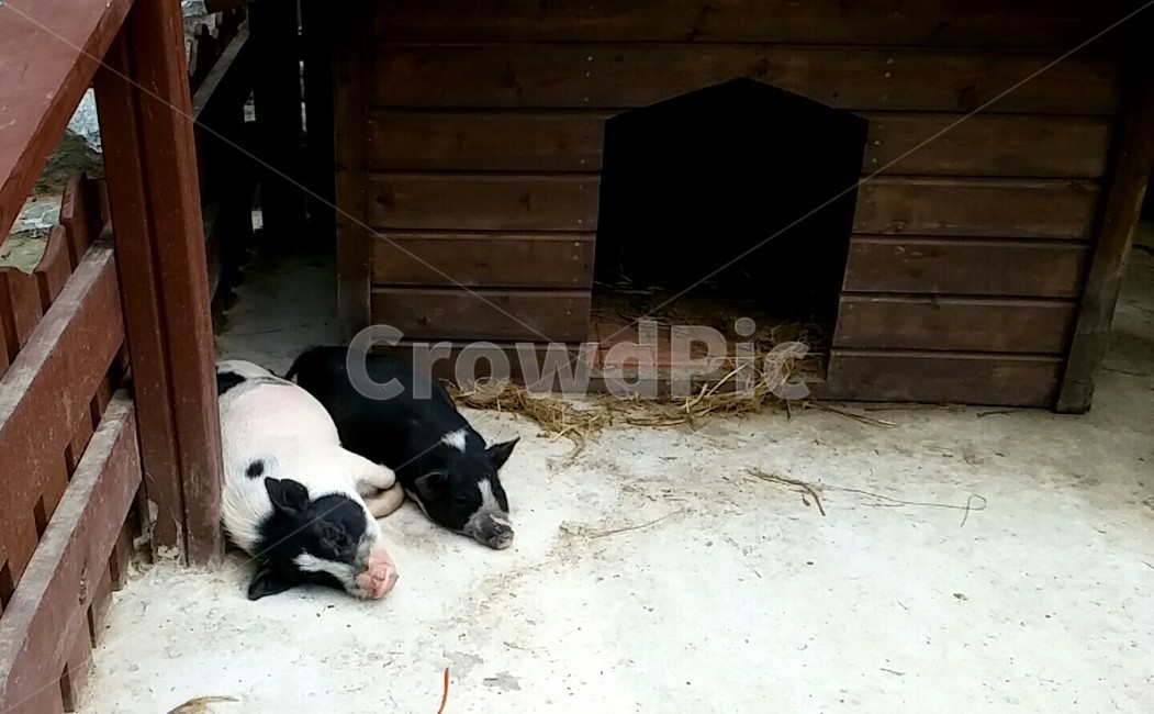 돼지,낮잠,동물,pig,animal,풍경,휴식,rest,아기돼지,cute,귀여운,목재,합판,검은색,흰색,동물원,zoo,사육,동물,animal,포유류,mammal