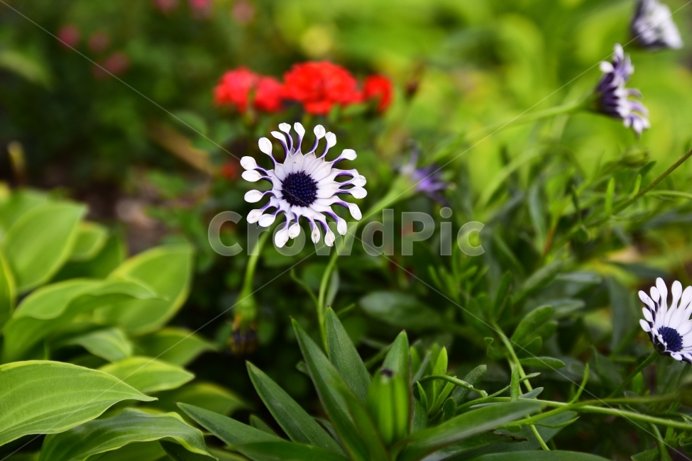 Dimorphotheca,Flower,leaf,plant,꽃,식물,국화과,디모르포테카,꽃잎,emotion,식물,자연,plants,nature,꽃,flower