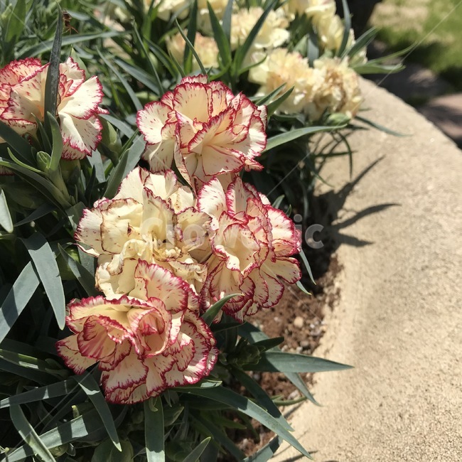 카네이션,carnation,꽃,식물,자연,flower,plants,nature,초록,green