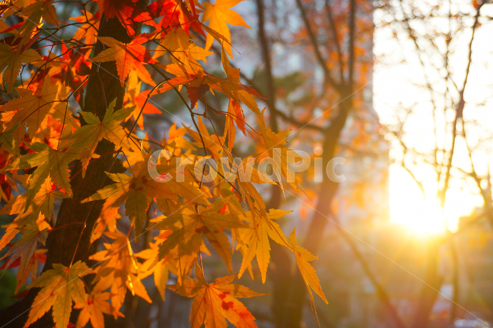 단풍,단풍나무,가을,가을빛,노을,주황빛,가을풍경,가을,계절,fall,autumn,season
