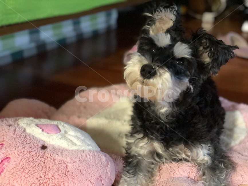 강아지,개,슈나우저,미니어처슈나우저,schnauzer,puppy,dog,miniatureschnauzer,동물,animal,포유류,mammal,개,강아지,dog,doggy