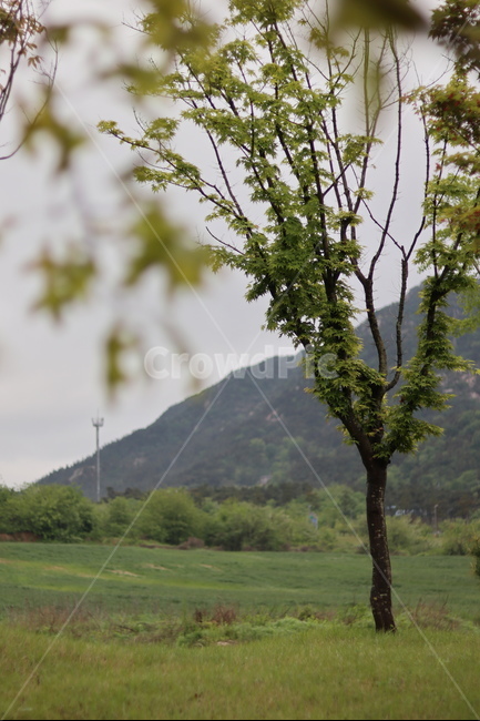 은행나무,연두,새순,파란하늘,봄,식물,자연,plants,nature,나무,trees,wood