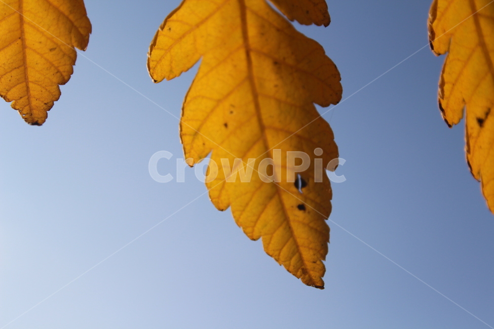 leaf,잎,plant,식물,yellow,가을,계절,fall,autumn,season,식물,자연,plants,nature,veins,정맥