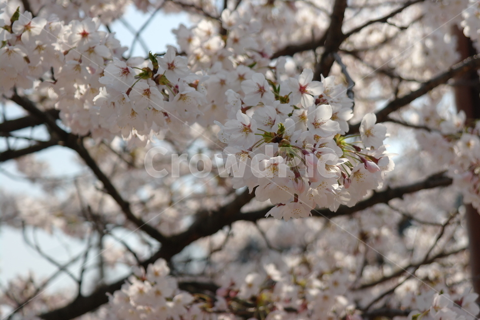 벚꽃,꽃,봄,하늘,자연,봄,계절,spring,season,식물,자연,plants,nature,꽃,flower,plant,blossom