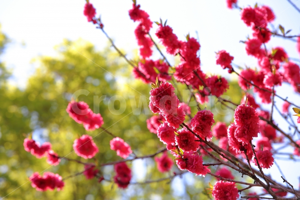 사진,접사,풍경,식물,사찰,꽃,색감,레드,RED,배경,식물,자연,plants,nature,봄,계절,spring,season,꽃,flower,plant