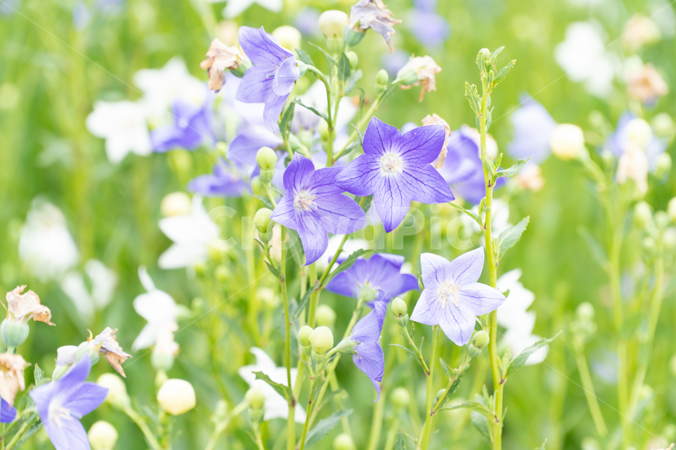도라지꽃,꽃,꽃밭,보라색,도라지,도라지꽃밭,연보라,balloonflower,purple,flowe,보라색꽃,식물,양용작물,l흰색꽃