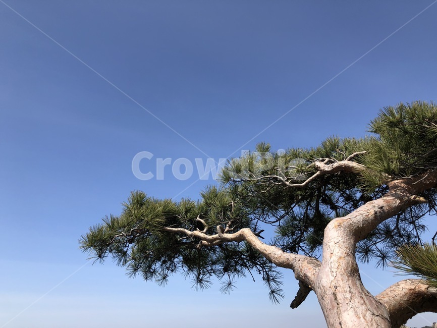 소나무,평화로운,경치,봄,배경이미지,pinetree,background,peaceful,scenery,spring,pure,tree,옥외,outdoors,자연,nature,pine