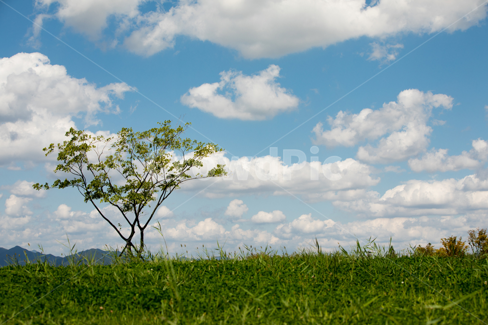 가을하늘,공원,하늘,구름,생태공원,자연,가을,자연,풍경,nature,landscape,한국자연풍경,한국자연경관,korea nature landscape,outdoors,옥외,grassland,목초지,field,들,weather,날씨
