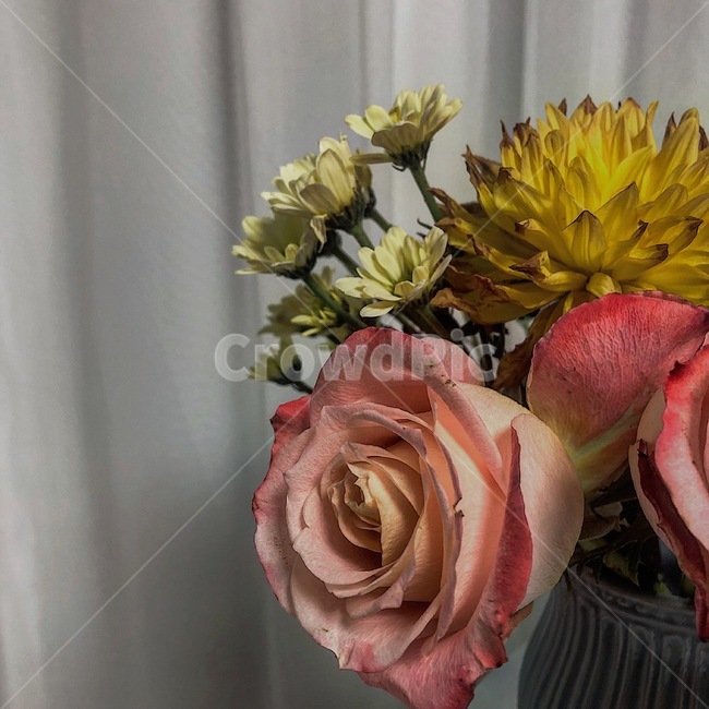 꽃,장미,봄,꽃병,rose,인테리어,계절