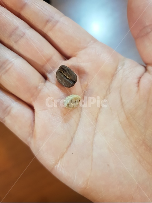 원두,greenbean,bean,생두,커피콩,roastedcoffee,원두비교