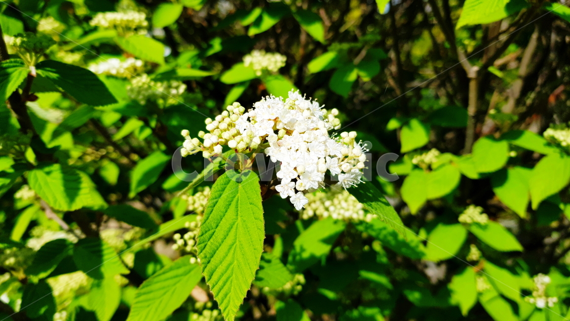 꽃,흰꽃,바레리안,아기꽃,수국과,식물,자연,plants,nature,꽃,flower