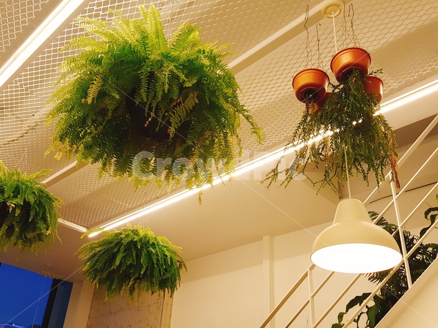 식물,인테리어,공기정화,조명,틸란드시아,실내용화초,화분,화초,house plant