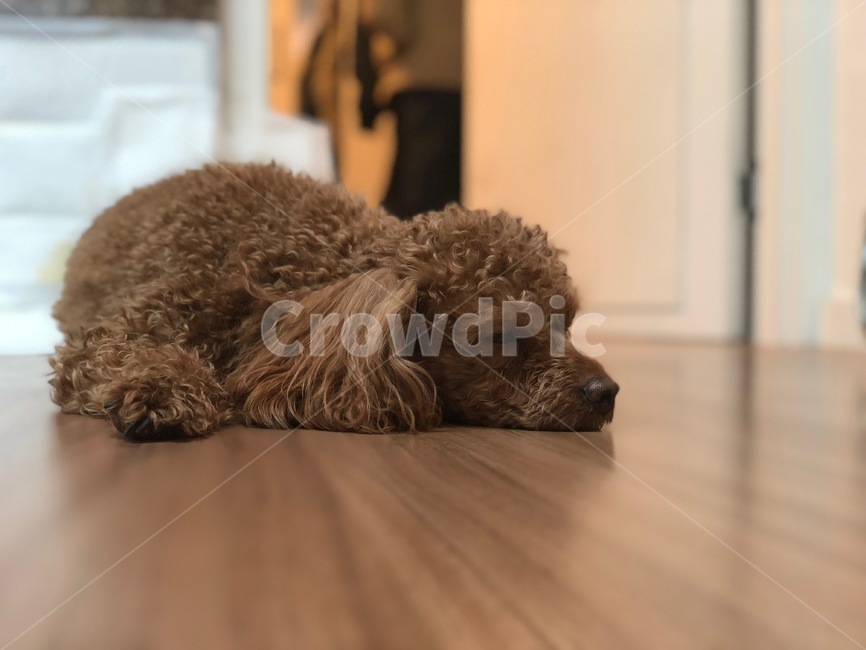 강아지,애완견,잠자는모습,댕댕이,멍멍이