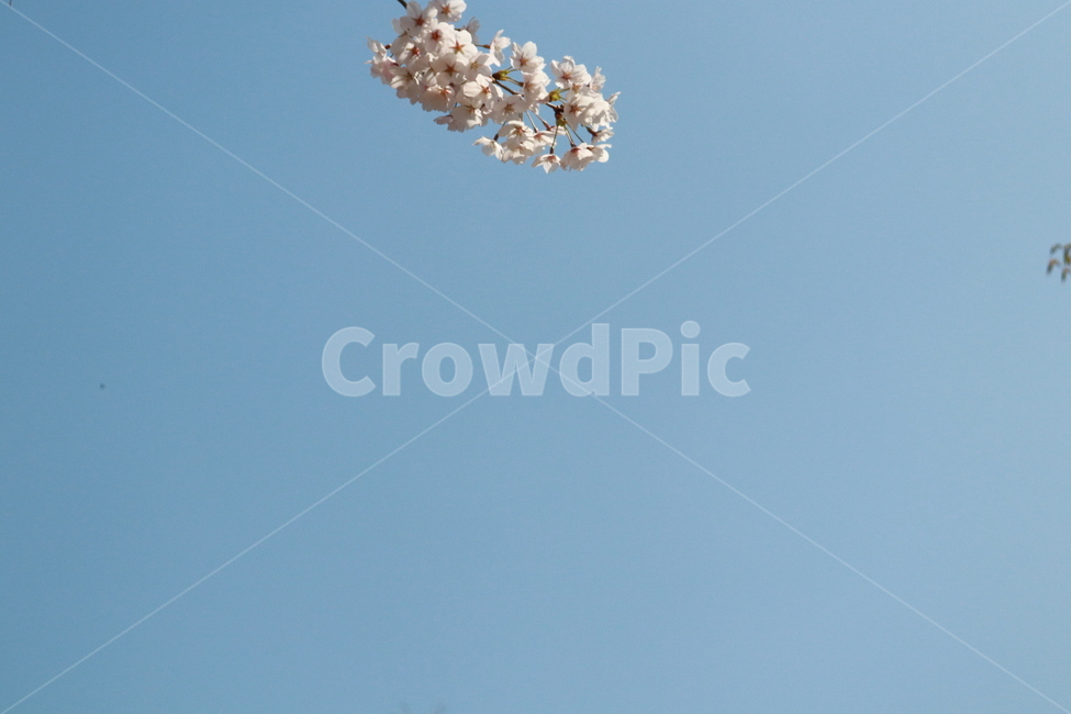 꽃,벚꽃,봄,하늘,자연,봄,계절,spring,season,식물,자연,plants,nature,꽃,flower