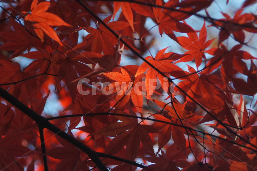 maple,단풍,식물,leaf,잎,나무,autumn,fall,가을,계절,fall,autumn,season,식물,자연,plants,nature,plant,tree