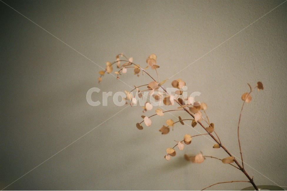 모노톤,가지,겨울,계절,season,식물,자연,plants,nature