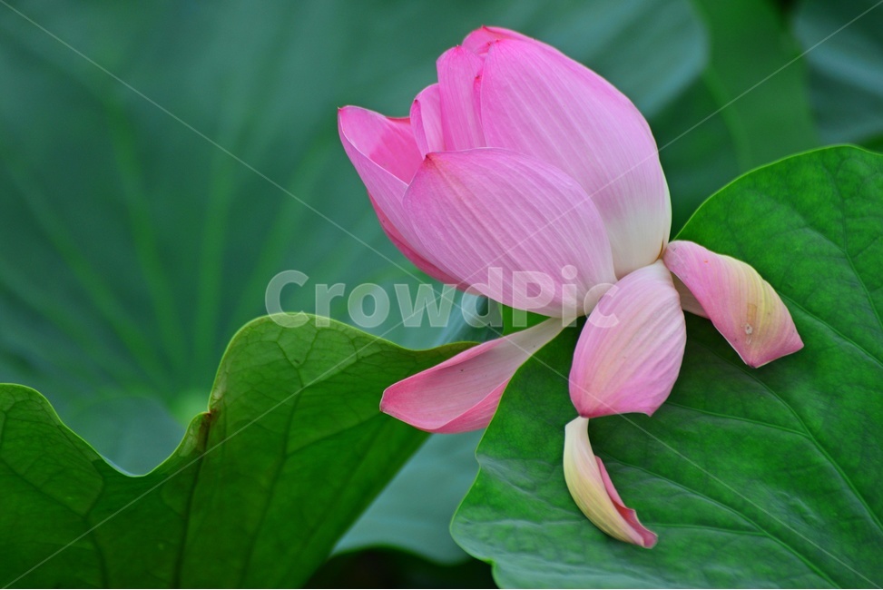plant,식물,blossom,flower,꽃,petal,꽃잎,수련,홍연,불교,연꽃,연잎,연꽃잎