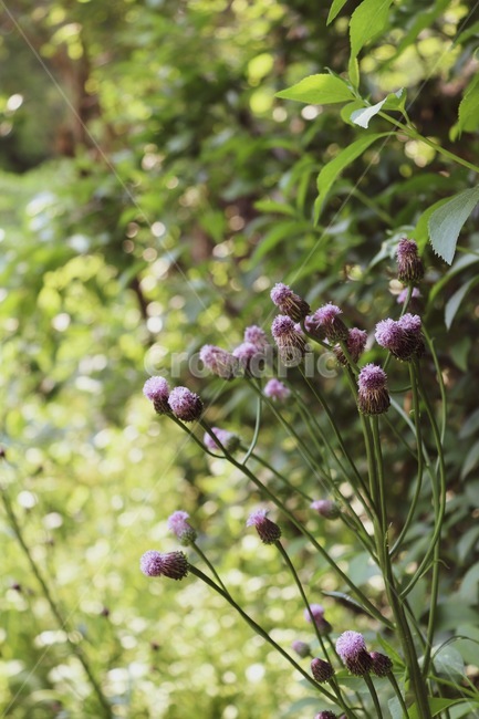 엉겅퀴,야생화,꽃,식물,자연,flower,wildflower,nature,식물,자연,plants,nature,꽃,flower