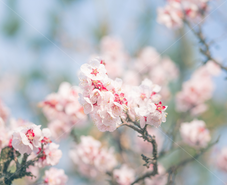꽃,봄,봄꽃,와룡매,매화,flower,springflower,식물,plant