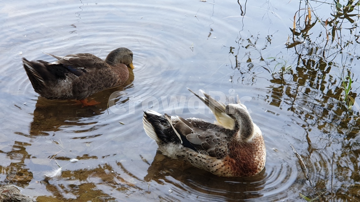 청둥오리,오리,조류,물새,호수,outdoors,animal,bird,동물,animal,조류,새,birds
