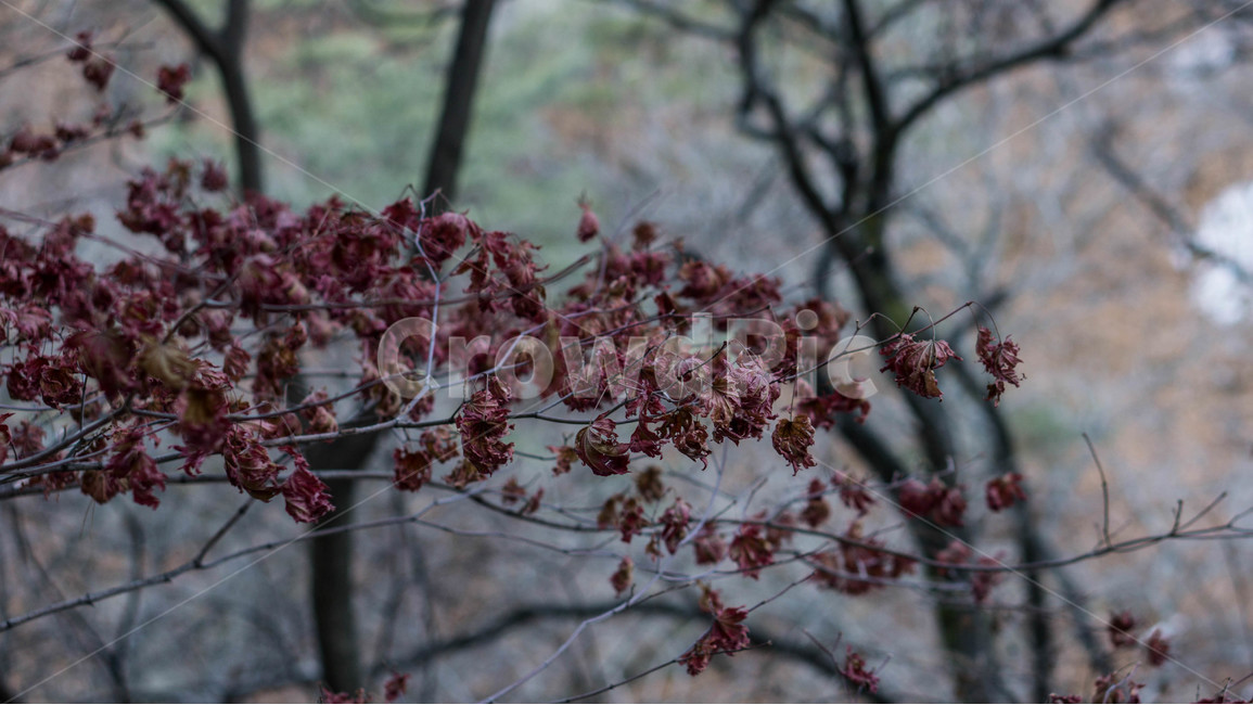 자연,풍경,힐링,한적,여유,식물,식물,자연,plants,nature