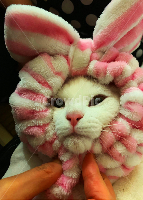 고양이,동물,스코티시폴드,폴드,스코티시,동물,animal,포유류,mammal,고양이,cat,kitten,kitty