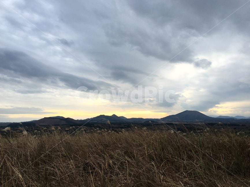 제주,갈대,갈대밭,풍경,가을,쓸쓸한,자연,fieldofreeds,reed,fall,autumn,jejuisland,sensitive,landscape,자연,풍경,nature,landscape,outdoors,옥외